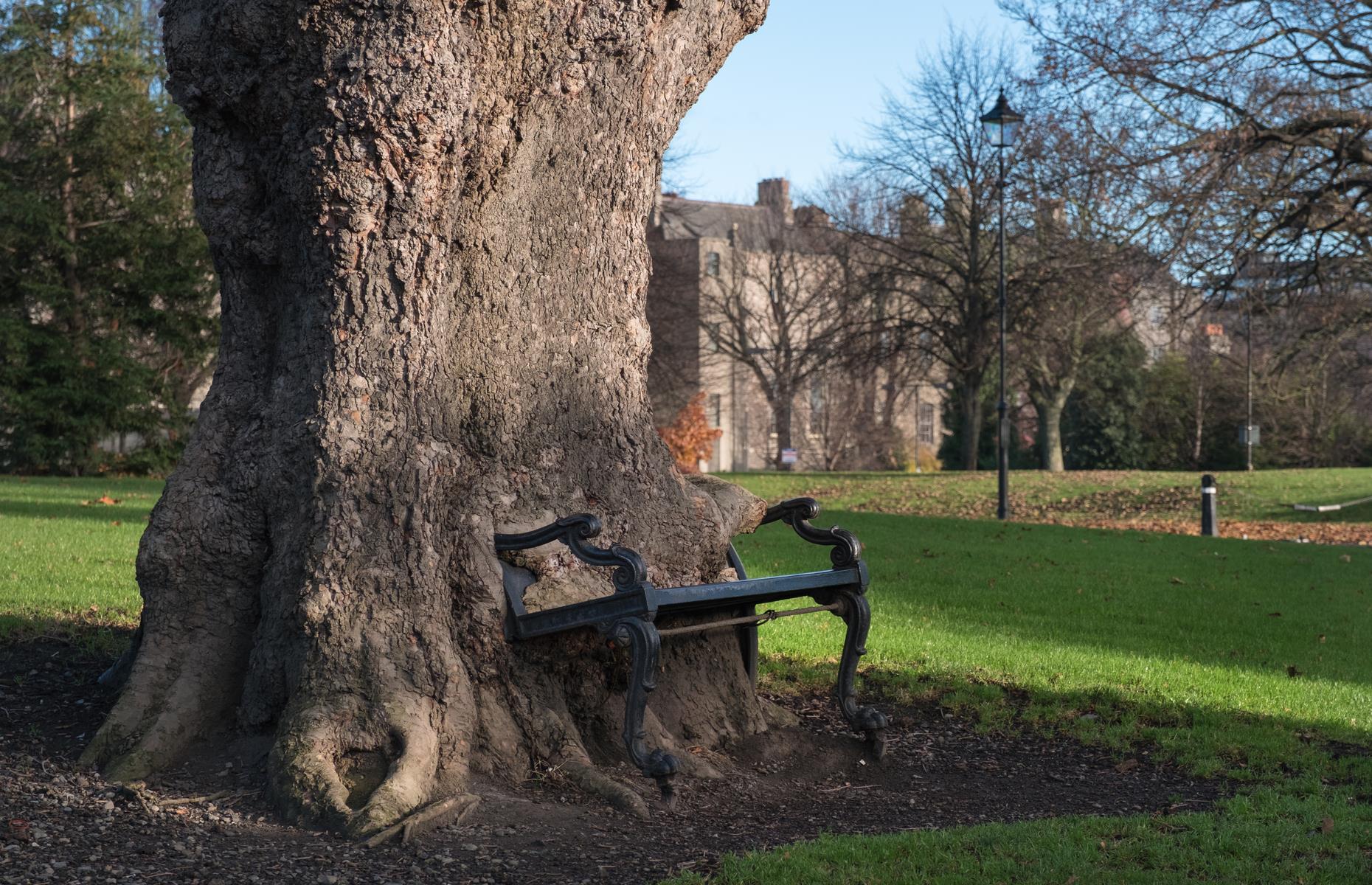 The Hungry Tree, Dublin, Ireland